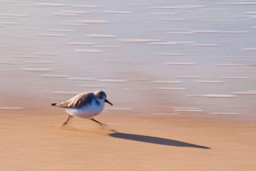 Strandläufer