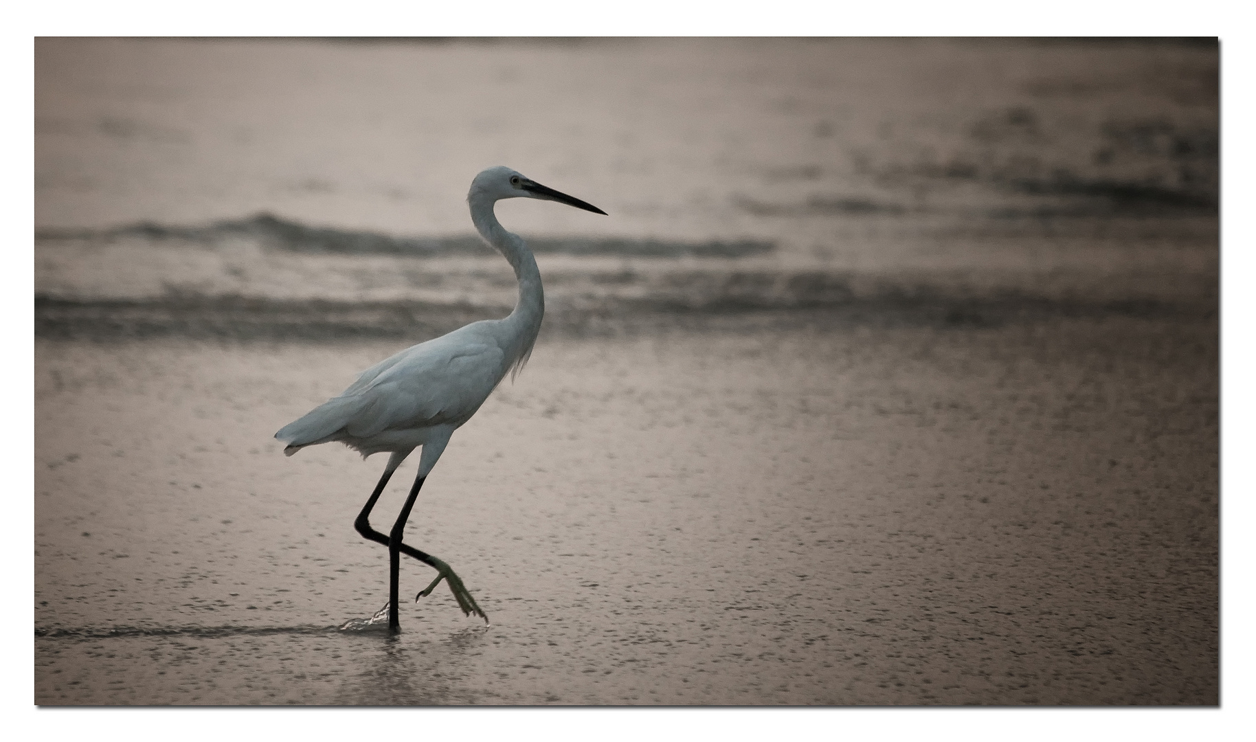 Strandläufer