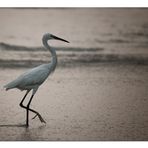 Strandläufer