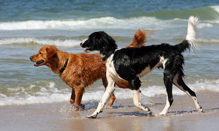 Strandläufer