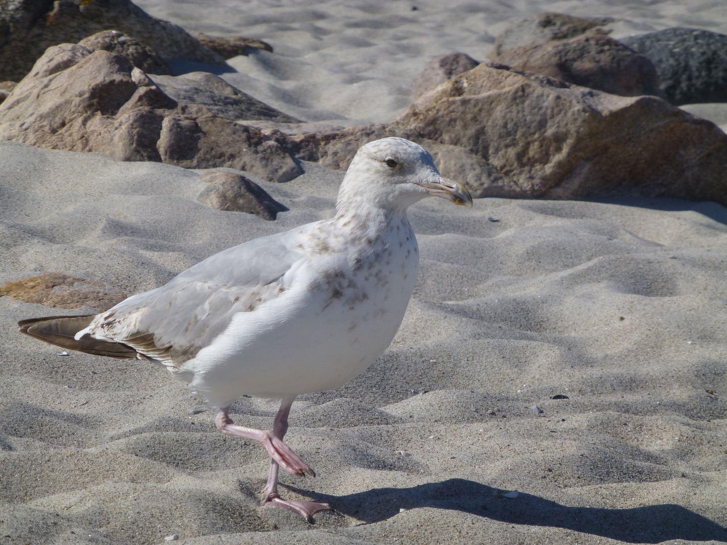 Strandläufer