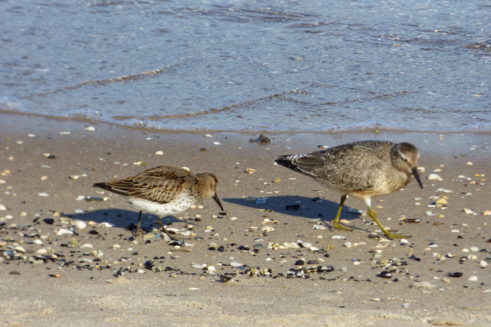 Strandläufer Foto & Bild tiere, wildlife, wild lebende vögel Bilder