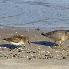 Strandläufer