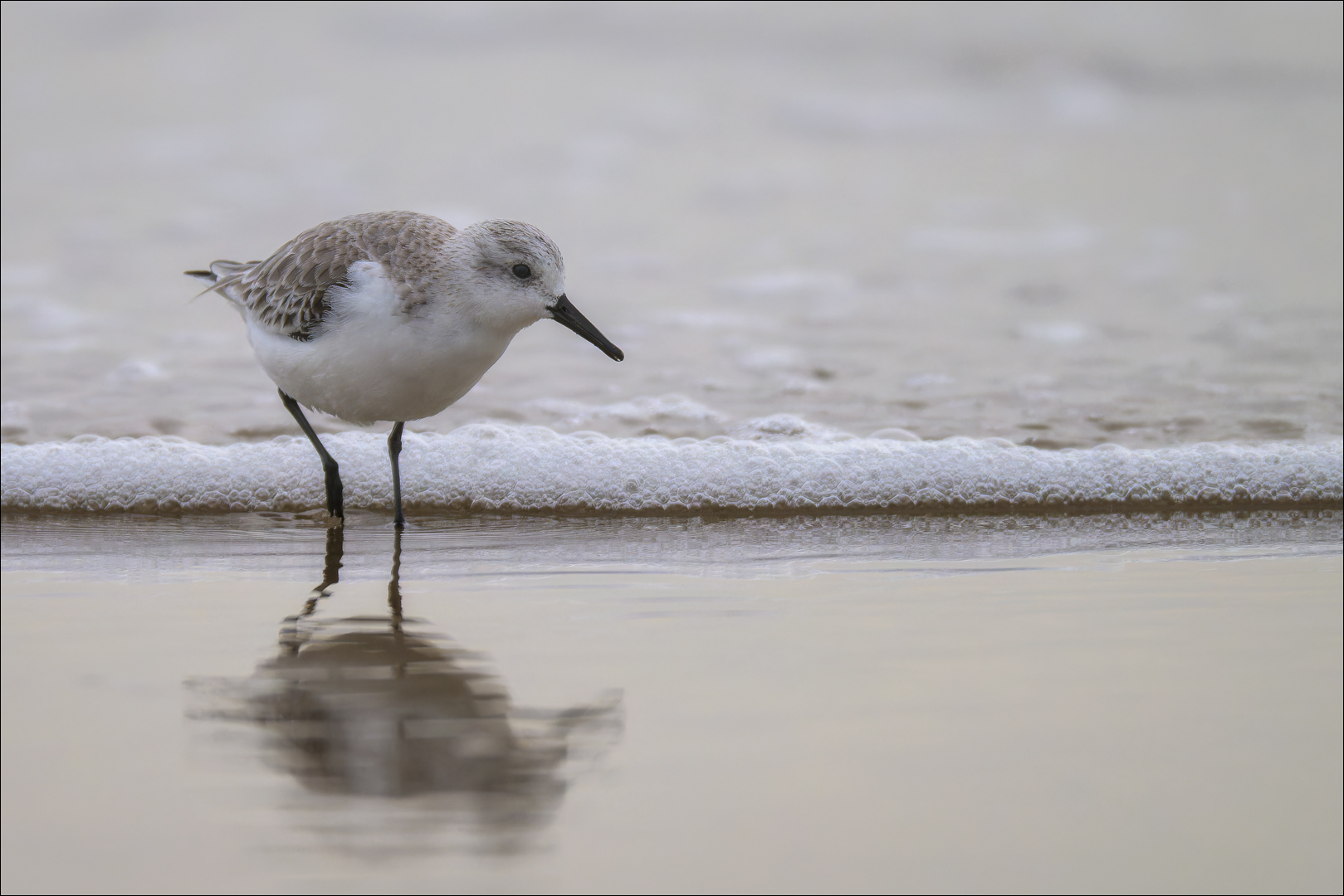 Strandläufer