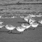 Strandläufer