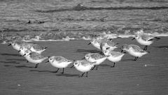 Strandläufer