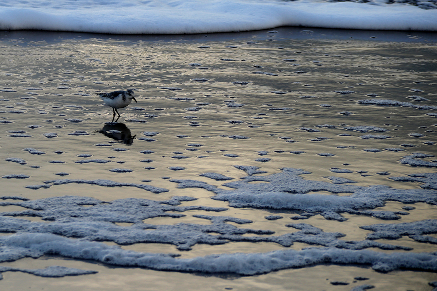 Strandläufer