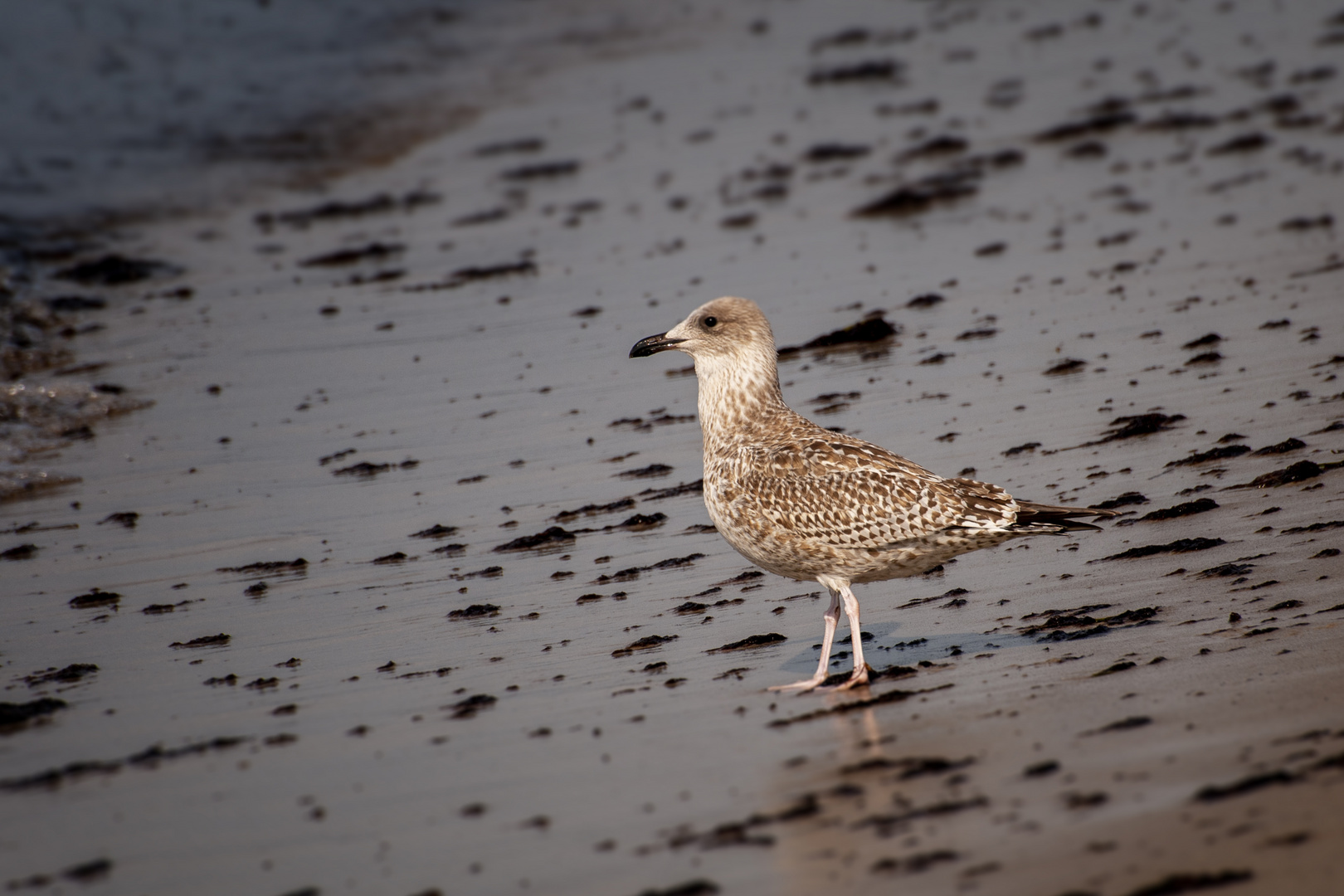 Strandläufer