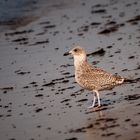 Strandläufer