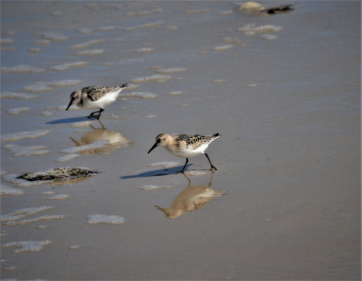 Strandläufer