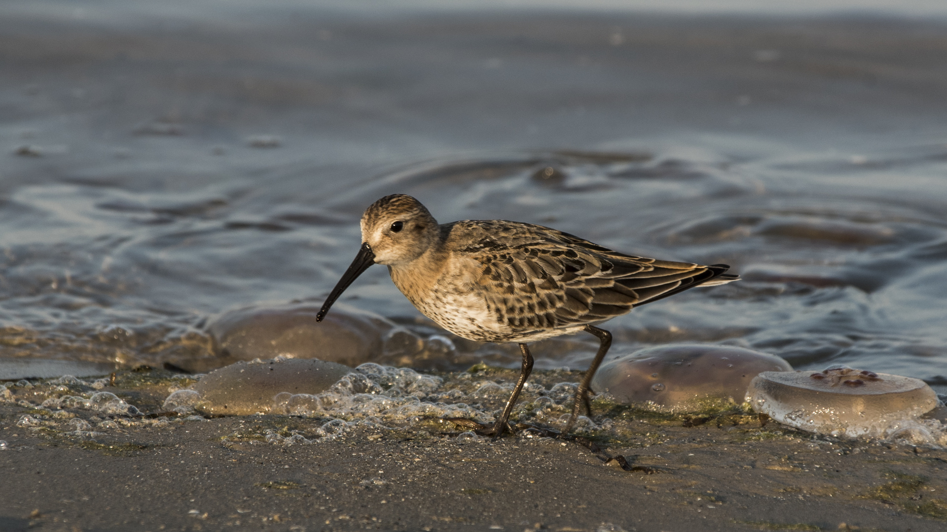 Strandläufer