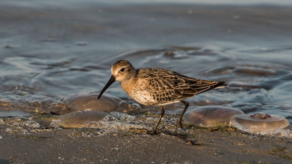 Strandläufer Foto & Bild tiere, wildlife, wild lebende vögel Bilder