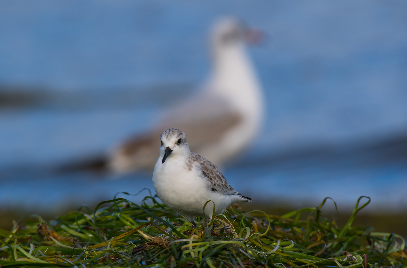 Strandläufer