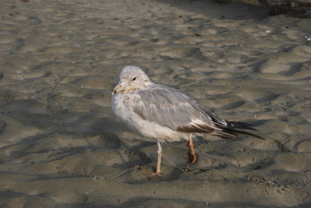 Strandläufer