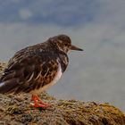 strandläufer