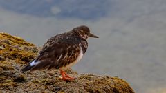 strandläufer