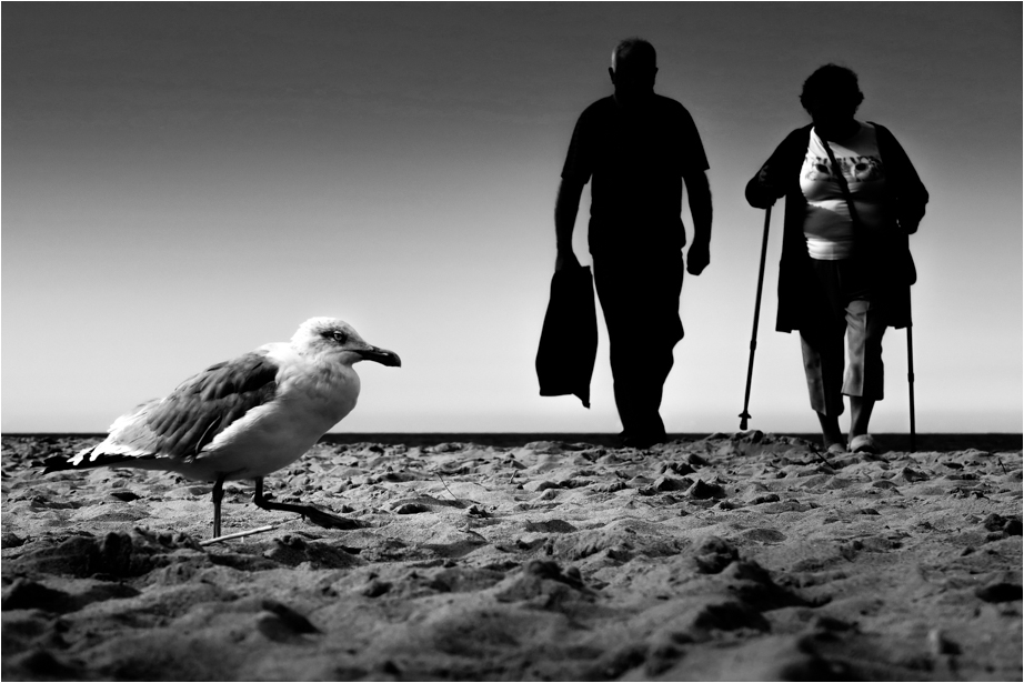 Strandläufer