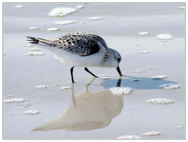 Strandläufer