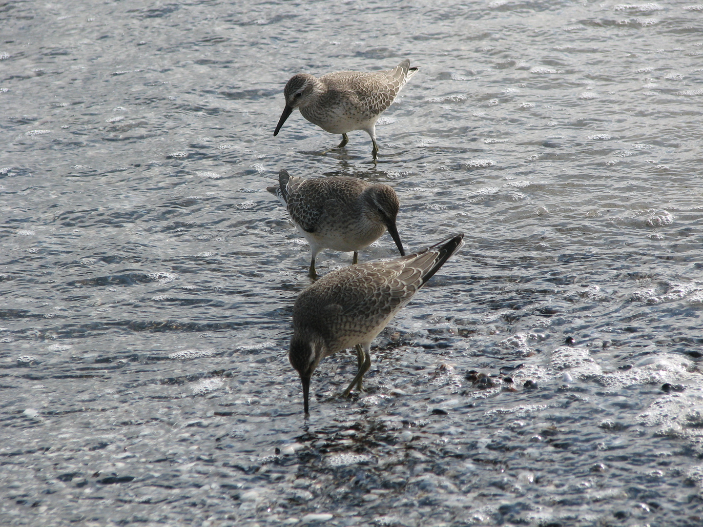 Strandläufer