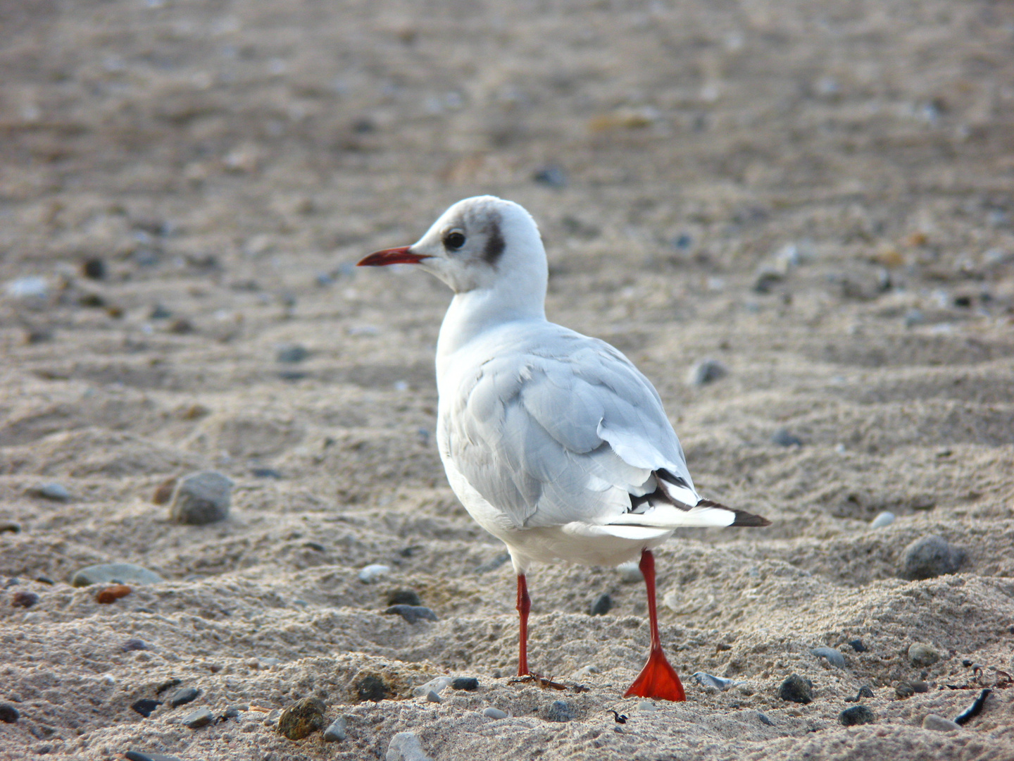 Strandläufer