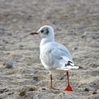 Strandläufer