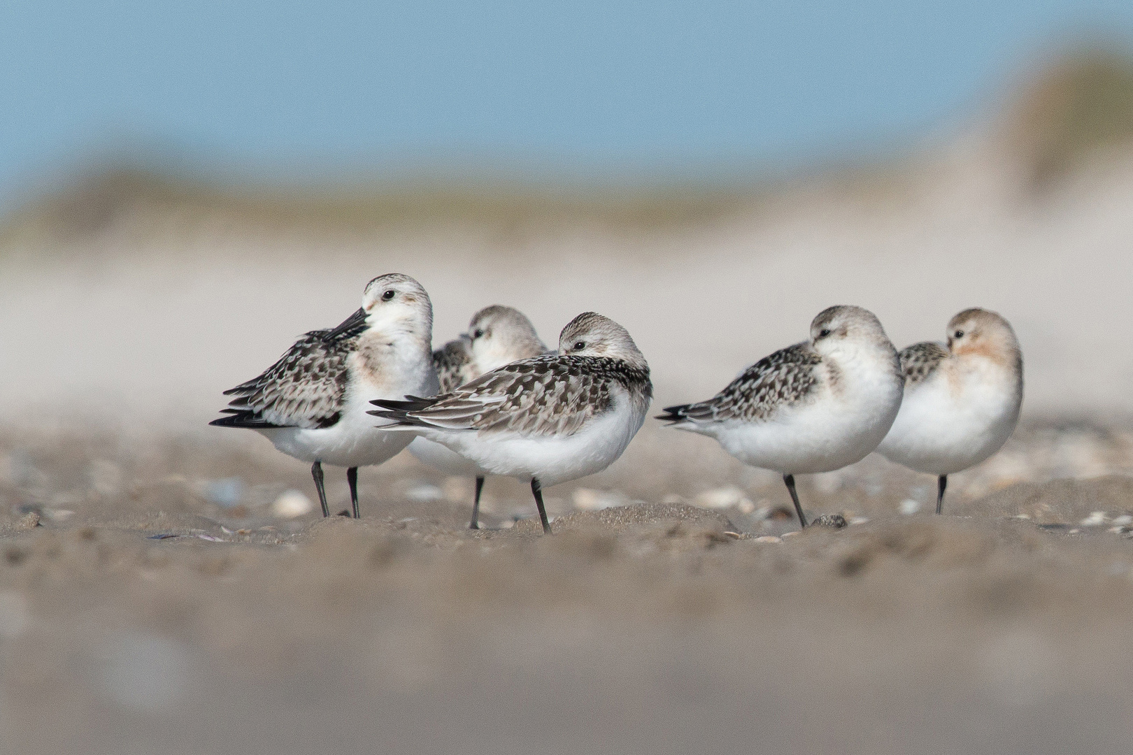 Strandläufer