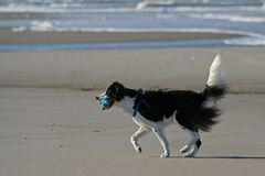 Strandläufer