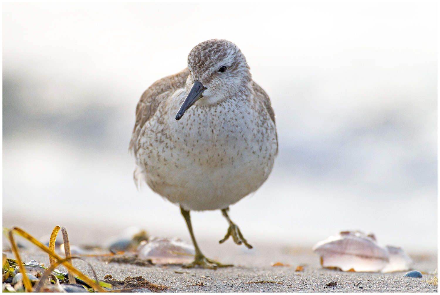 Strandläufer