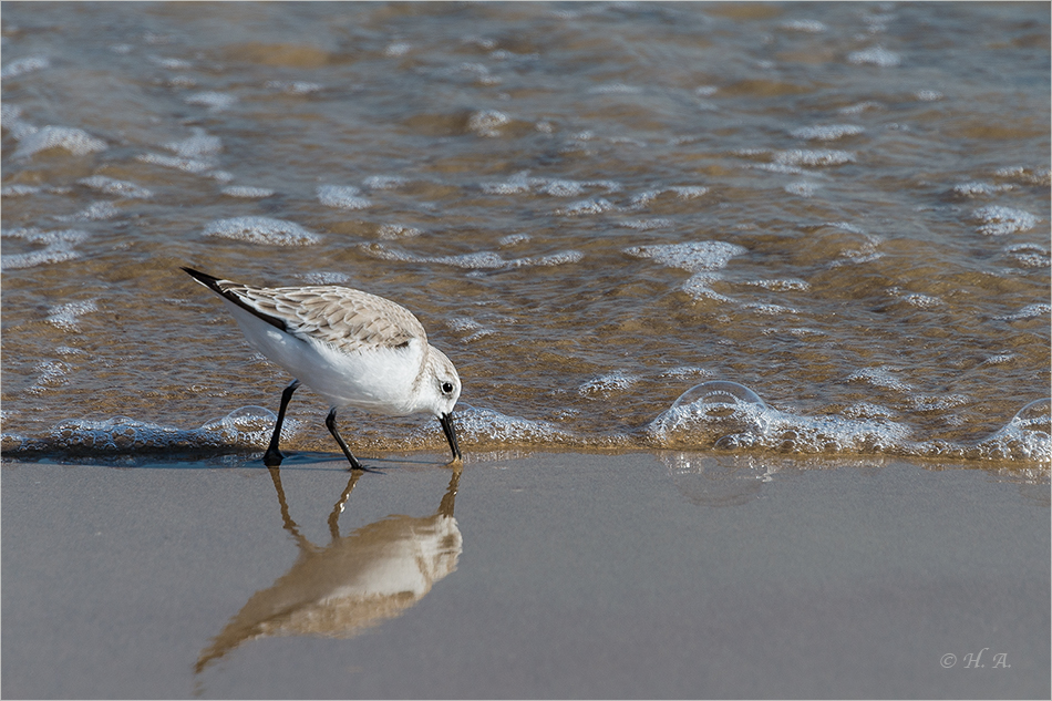 Strandläufer