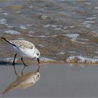 Strandläufer