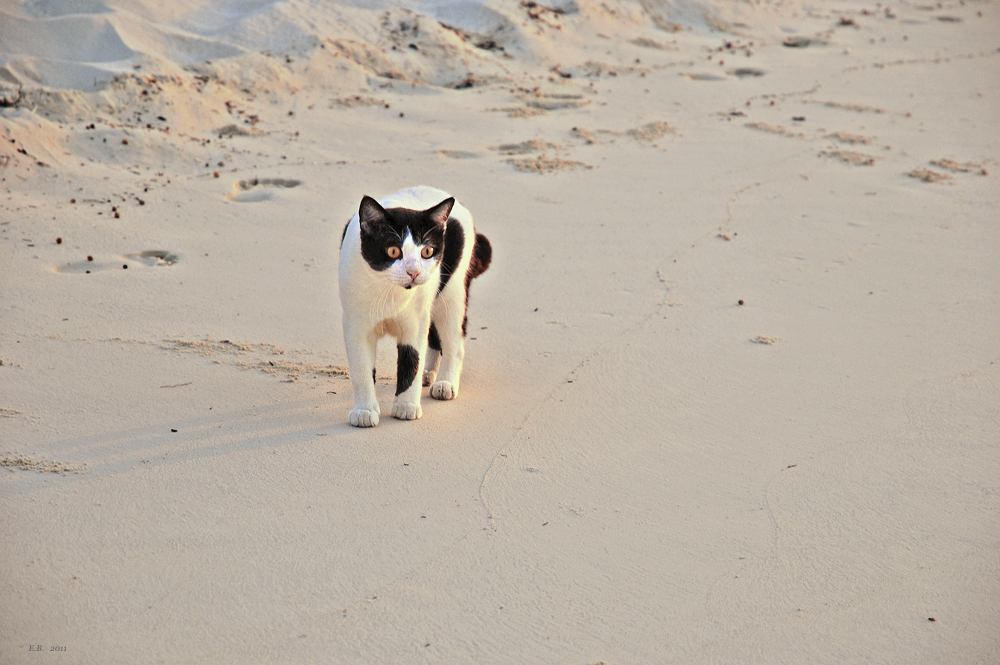 Strandläufer