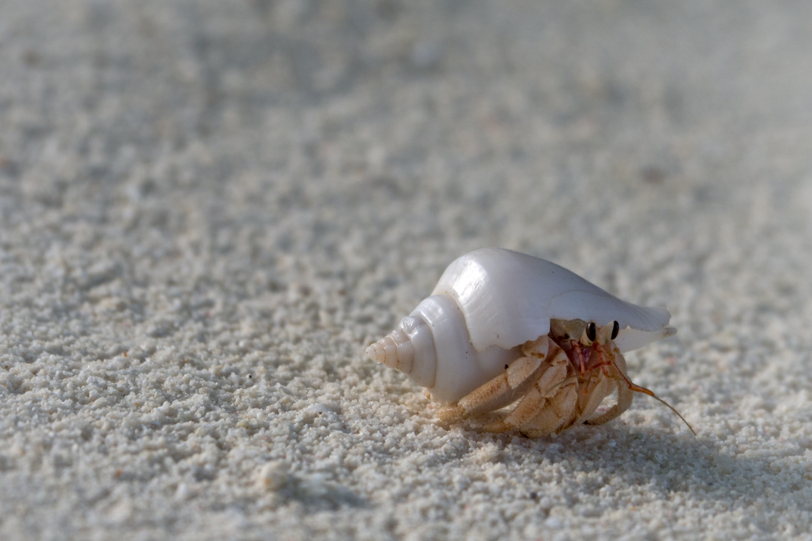 Strandläufer