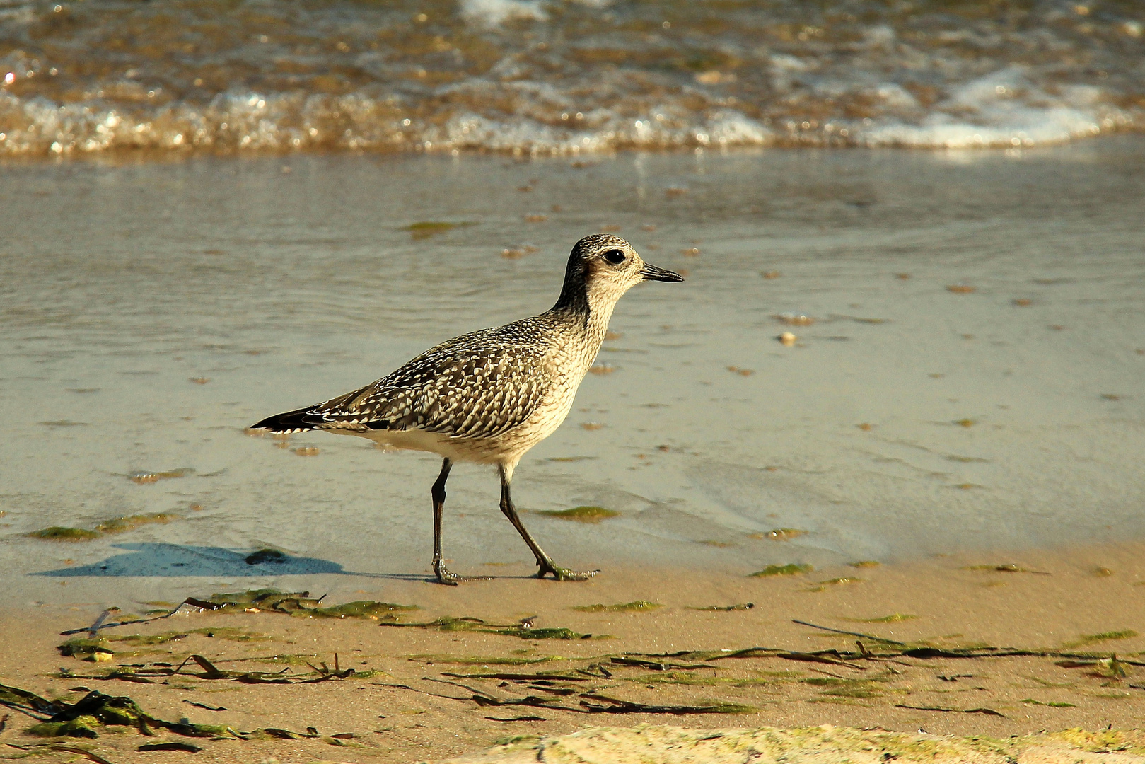 Strandläufer