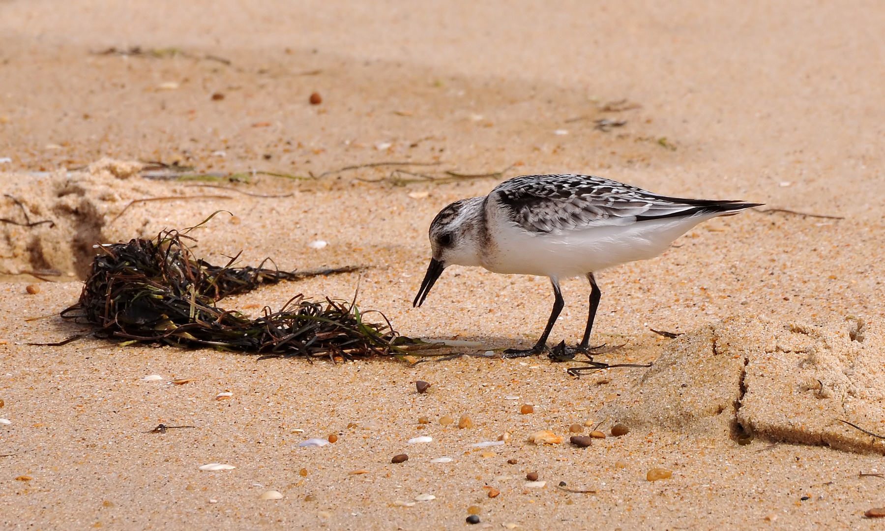 Strandläufer