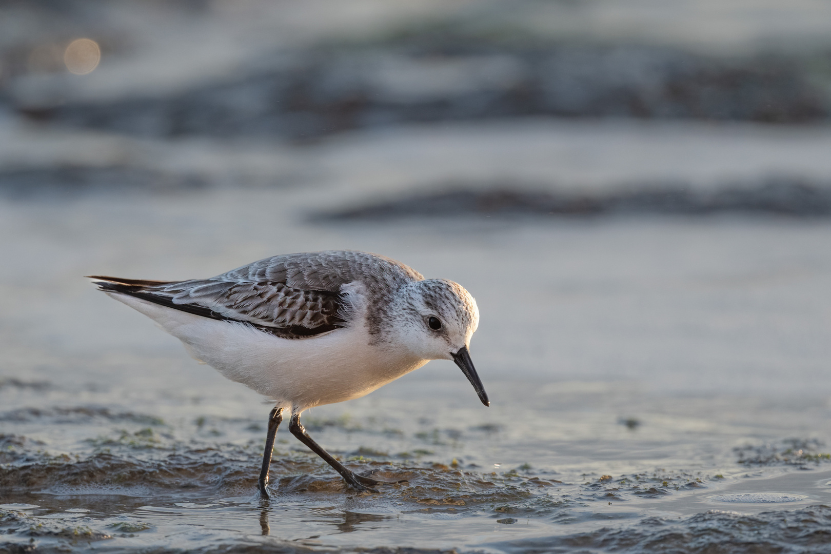 Strandläufer