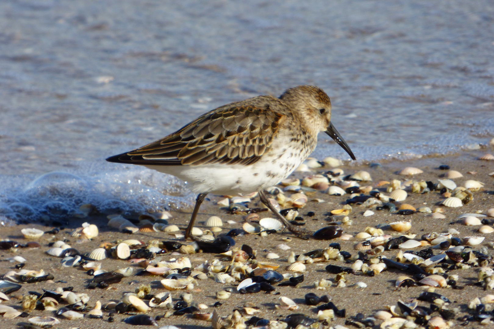 Strandläufer