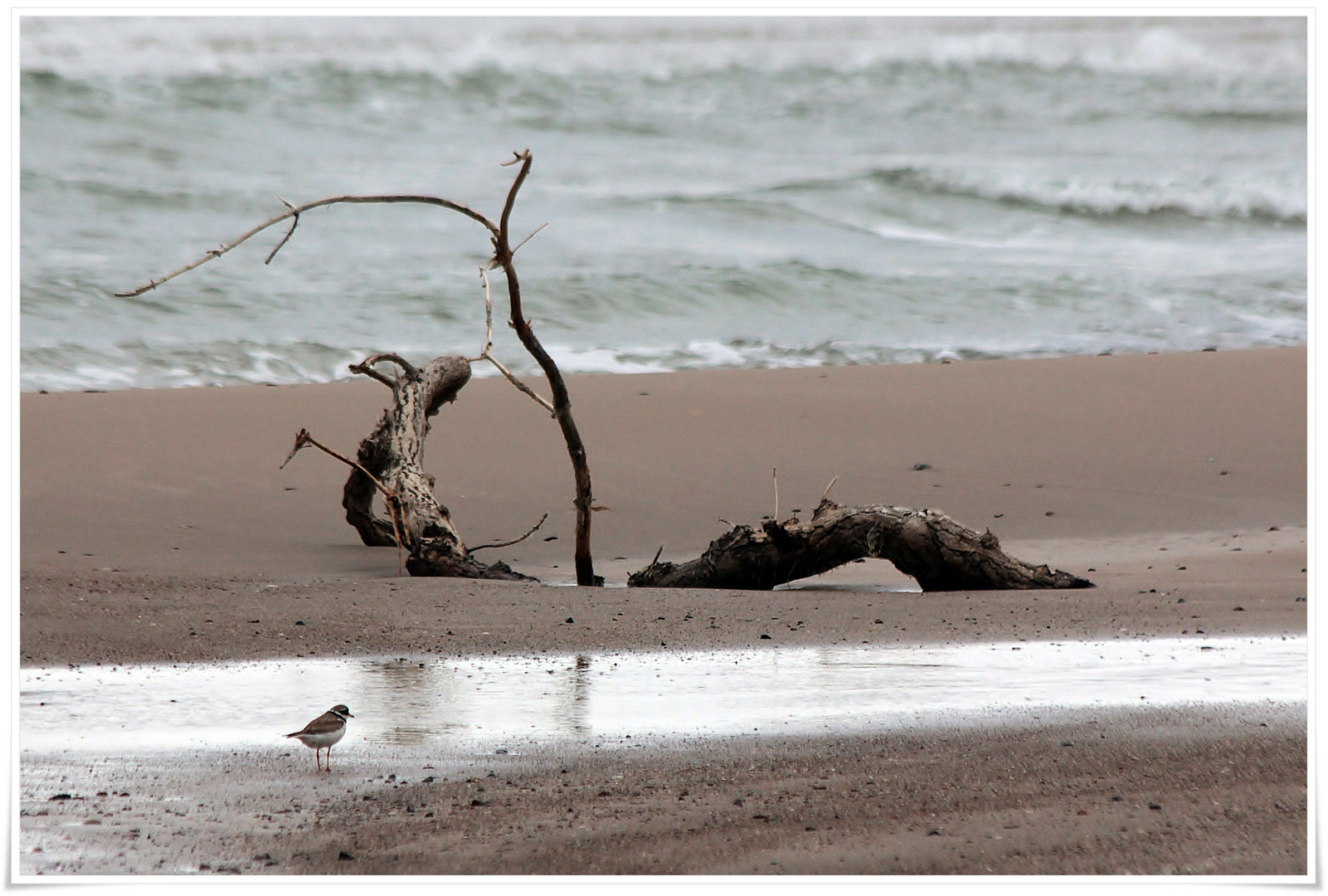 Strandläufer