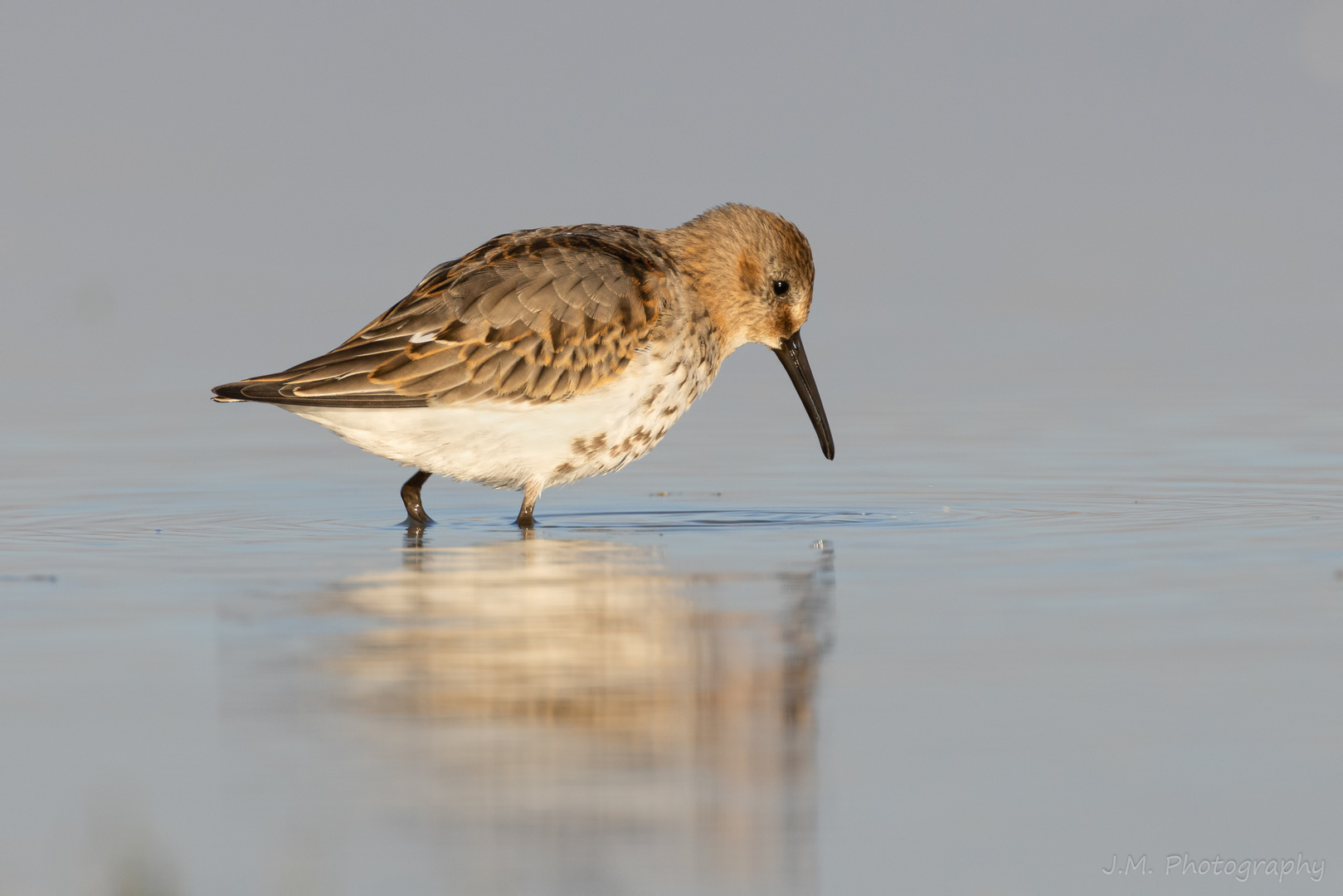 Strandläufer