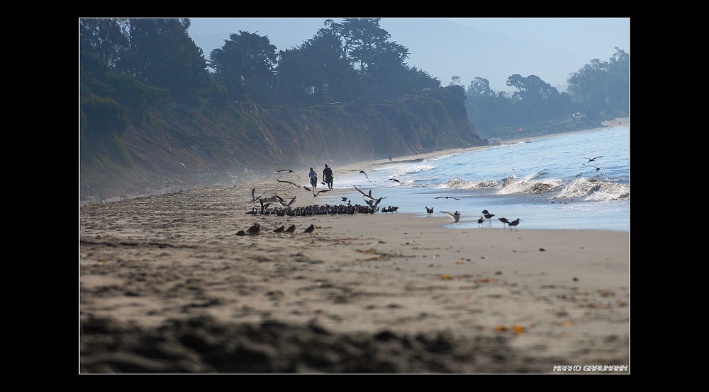 **Strandläufer**