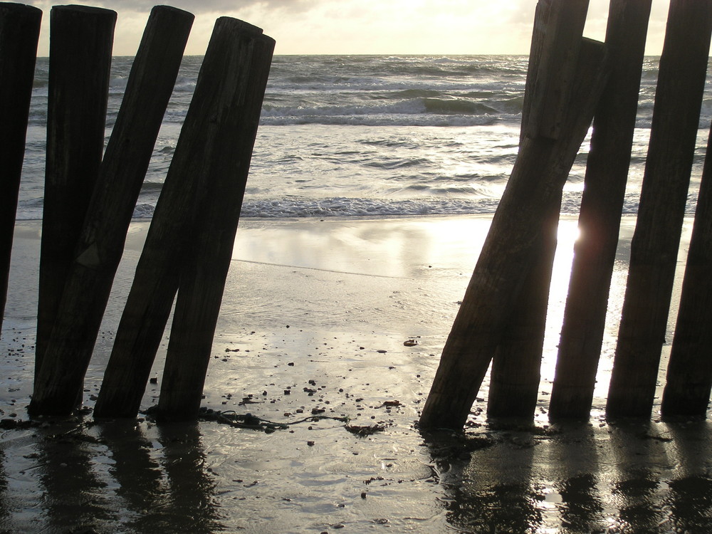 strandläufer