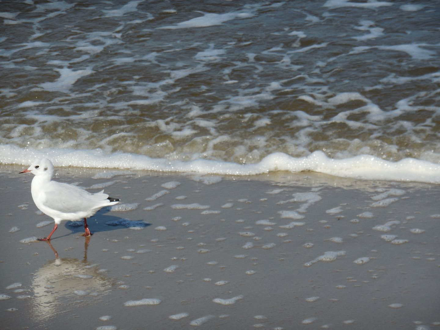 Strandläufer