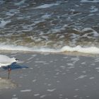 Strandläufer