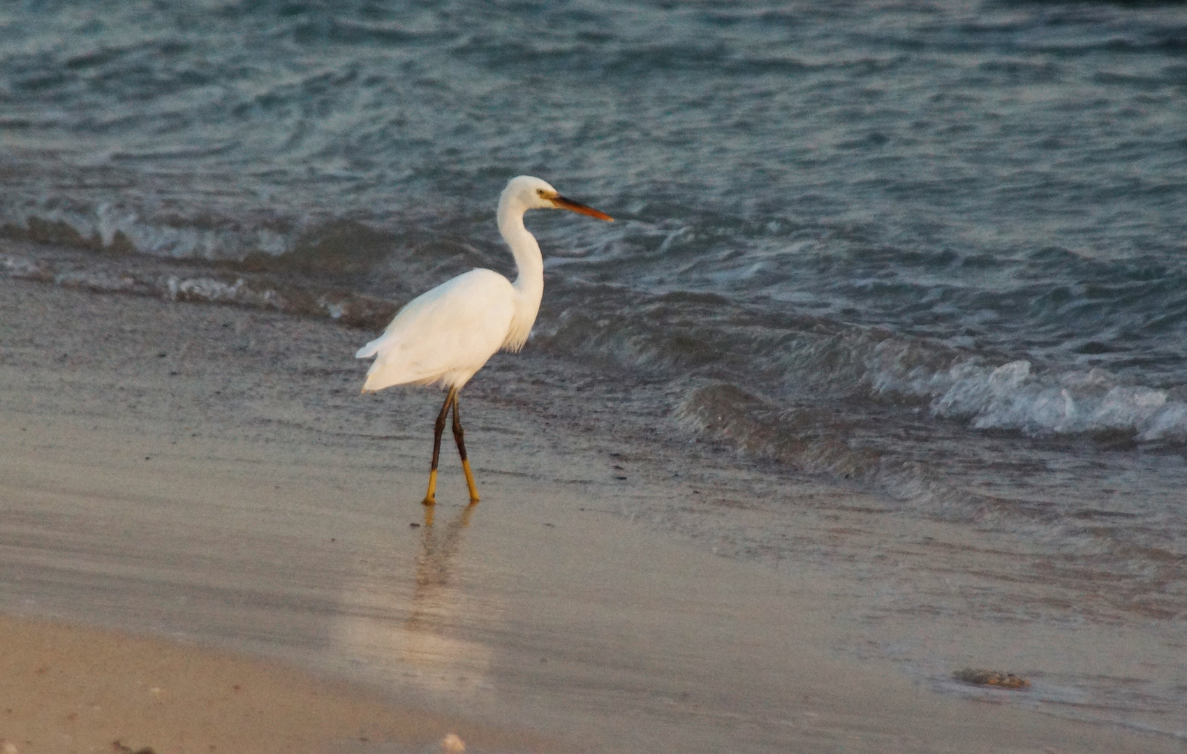 Strandläufer Foto & Bild natur, landschaft, tiere Bilder auf