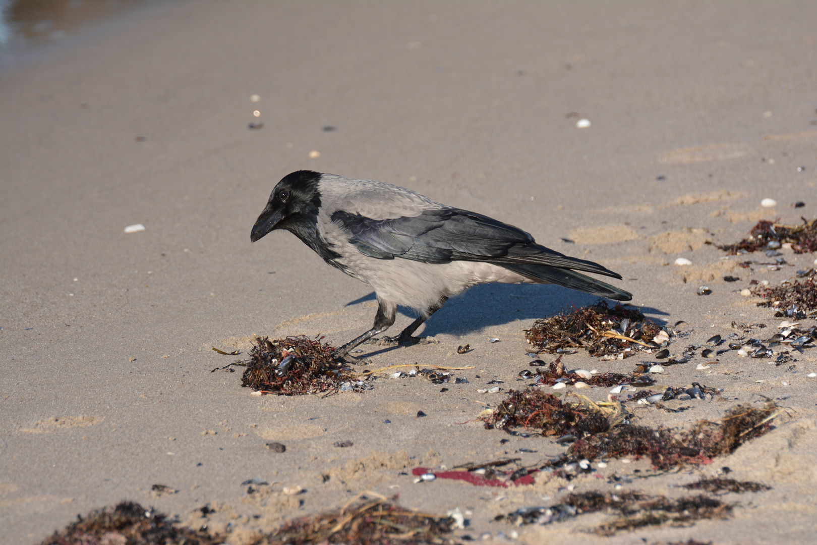 Strandläufer...