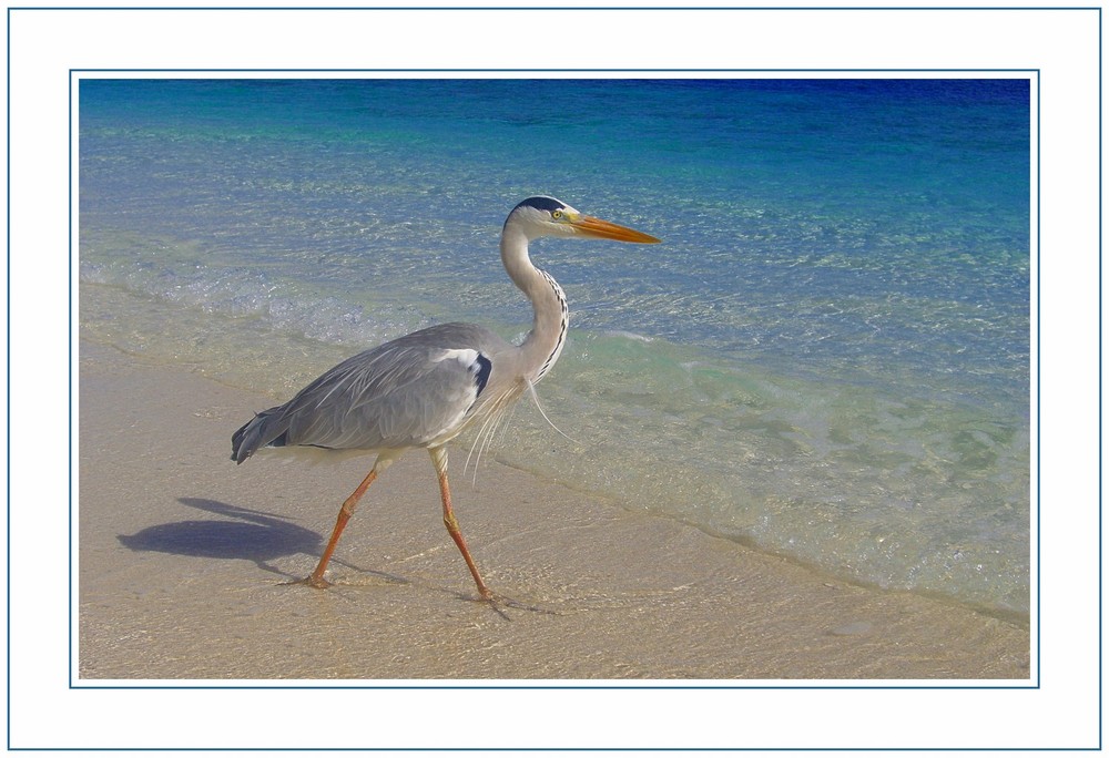 Strandläufer