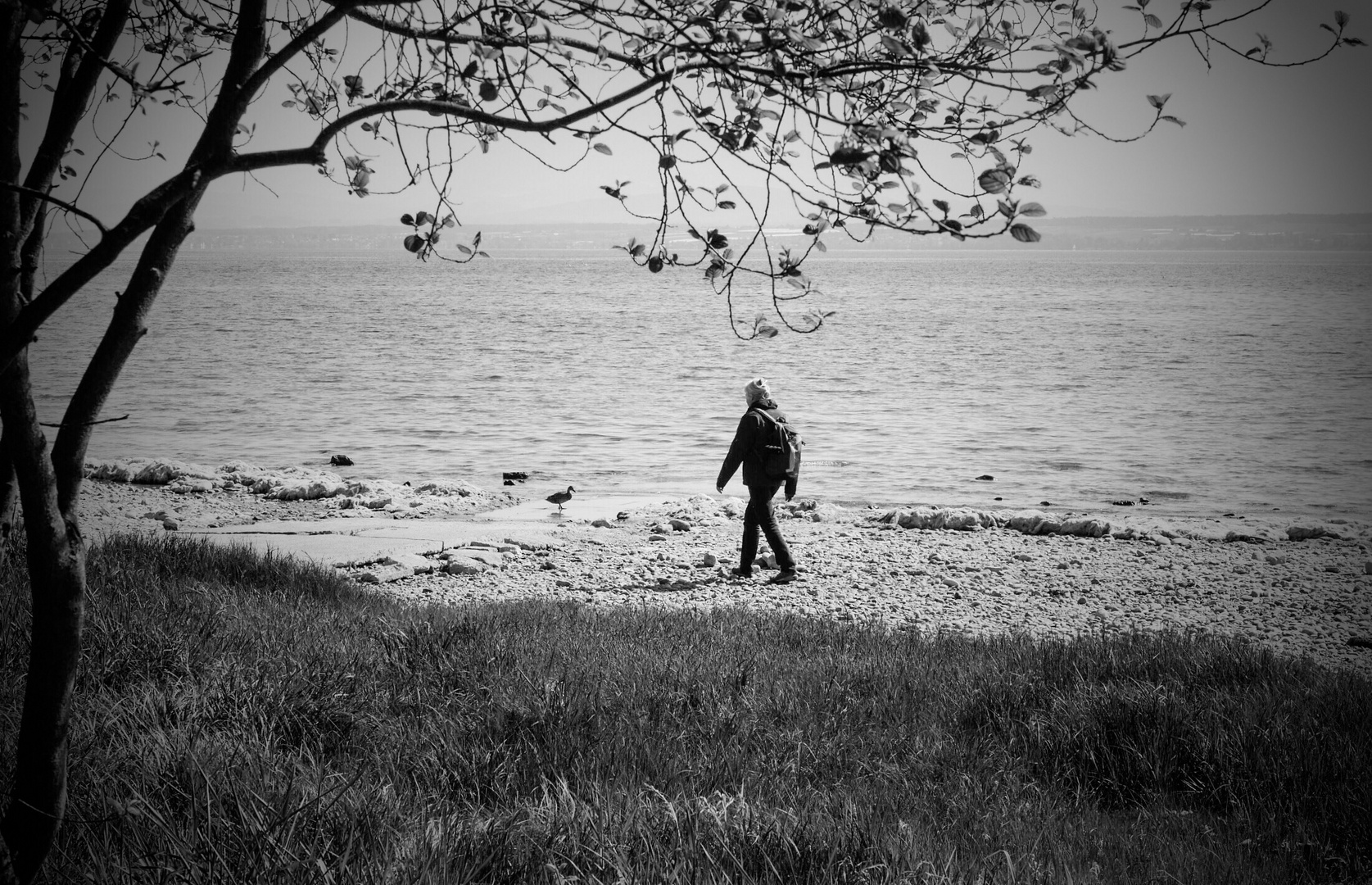 Strandläufer ...