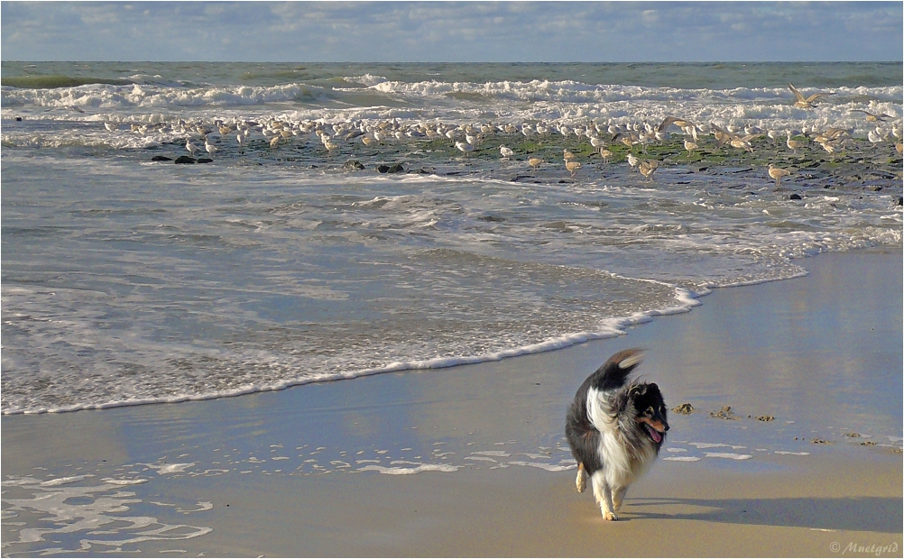 ~ Strandläufer ~