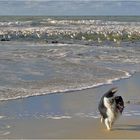 ~ Strandläufer ~