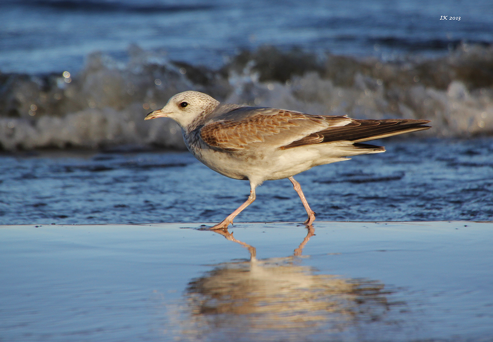 Strandläufer