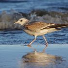 Strandläufer